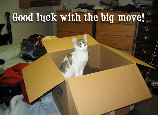 Cat Moving