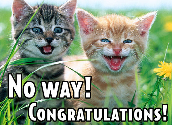 Cats Congratulations