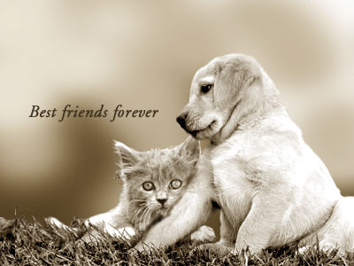 http://ak.imgfarm.com/images/fwp/myfuncards/Friendship/lg/st_friends1.jpg