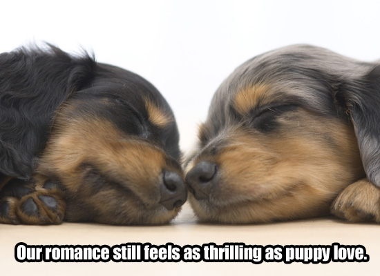 myfuncards puppy love send free love u0026amp dating ecards loving puppy love 550x400